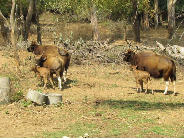 7 வயது லட்சுமி