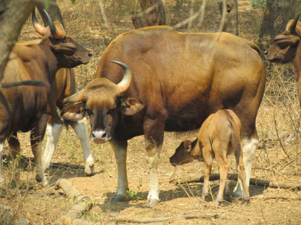 வண்டலூர் கீதா