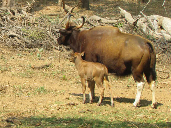 4 வயது கவி