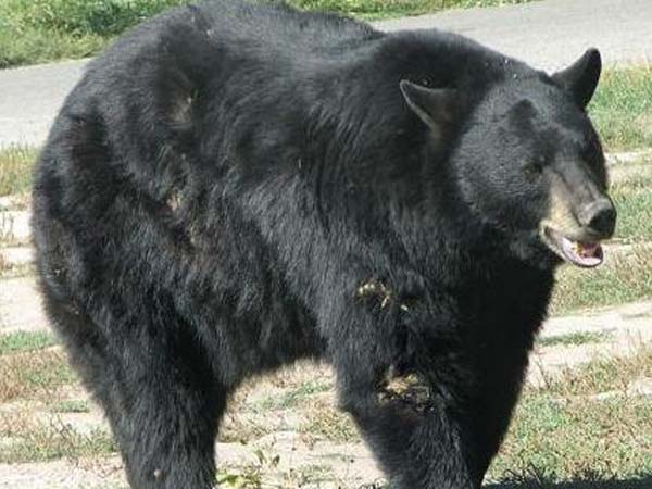 Kotagiri woman-eater bear killed Kotagiri woman-eater bear killed
