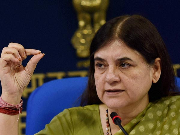 Use cow urine to clean offices, says Maneka Gandhi Use cow urine to clean offices, says Maneka Gandhi