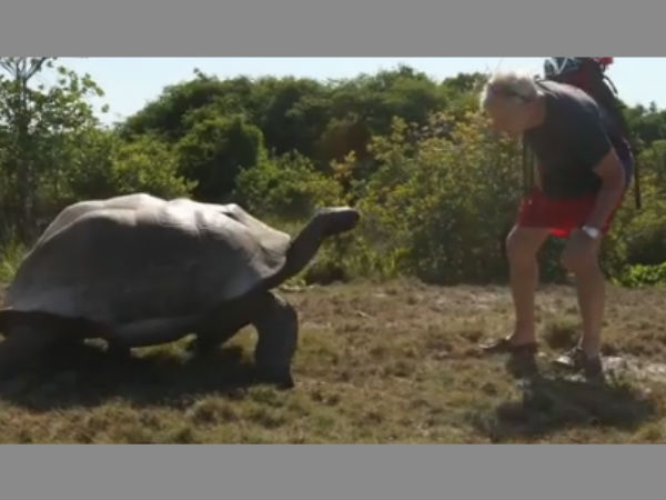 Angry tortoise (slowly) chases the guy who interrupted it having sex Angry tortoise (slowly) chases the guy who interrupted it having sex