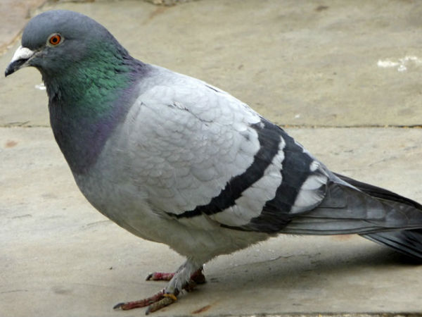 Pigeon with a chip- Is it a racer or terrorist Pigeon with a chip- Is it a racer or terrorist