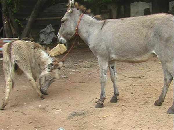 குழந்தைகளுக்கு நல்லது: