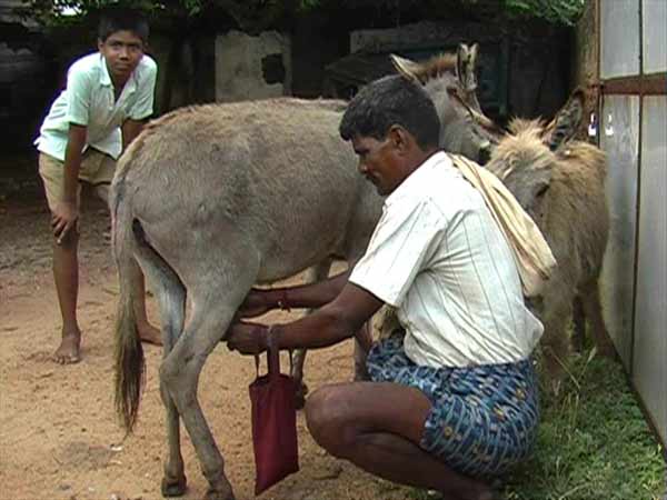 புல், கொள்ளு உணவு: