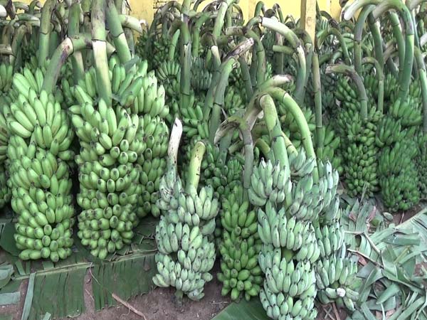 Banana rates slashes down Banana rates slashes down