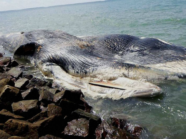 Giant whale washed ashore in Rameswaram Giant whale washed ashore in Rameswaram