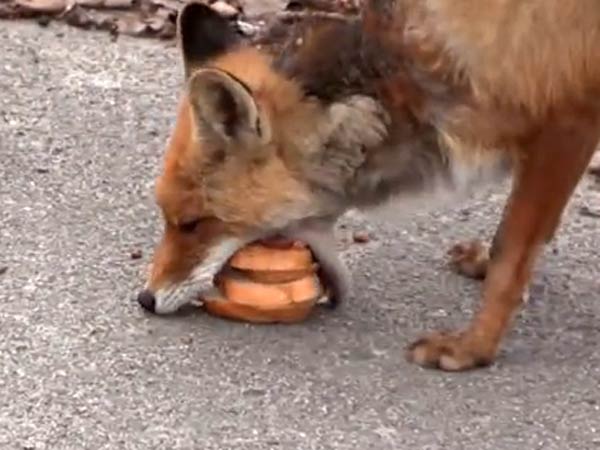 Sandwich-Making Chornobyl Fox Goes Viral Sandwich-Making Chornobyl Fox Goes Viral