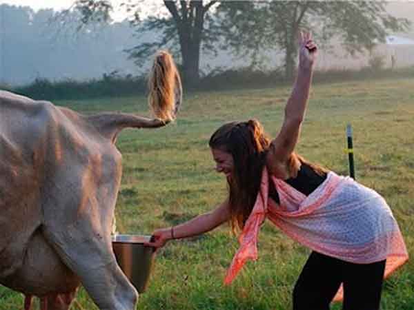 Rajasthan Opens Cow-Urine Refinery In Jalore Rajasthan Opens Cow-Urine Refinery In Jalore