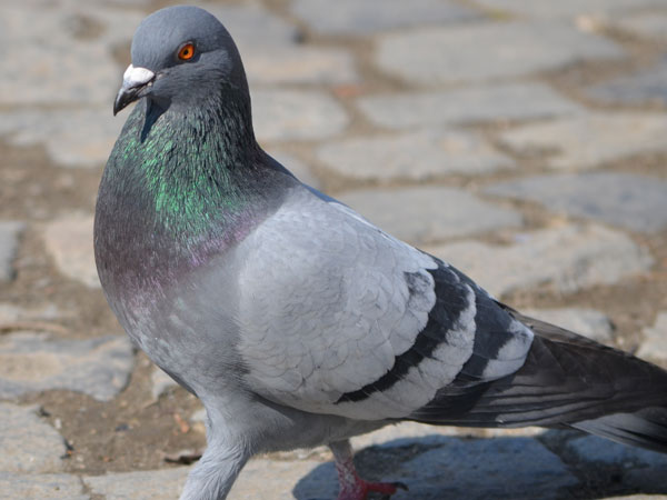 Spy' pigeon from Pakistan to Pathankot Spy' pigeon from Pakistan to Pathankot