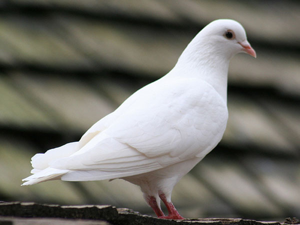 Spy pigeon may be a racer after all Spy pigeon may be a racer after all