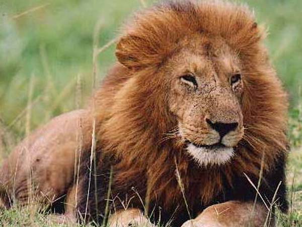 Lion mauls US tourist to death in South Africa Park Lion mauls US tourist to death in South Africa Park