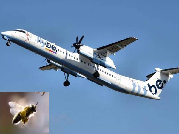Bee causes plane to make emergency landing Bee causes plane to make emergency landing