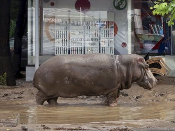 Floods Free Zoo Beasts in Streets of Georgia Floods Free Zoo Beasts in Streets of Georgia