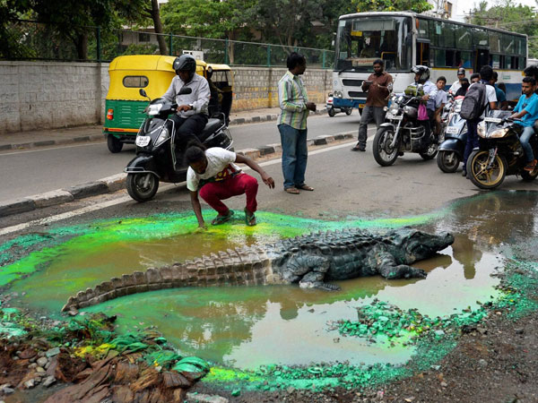 Civic authorities cover up pothole after crocodile on Bangalore road Civic authorities cover up pothole after crocodile on Bangalore road