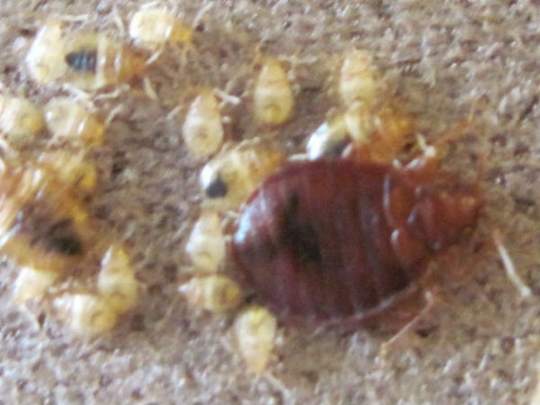 நாராயணா... ஒரு மூட்டைப் பூச்சிக்கு இந்த அக்கப் போரா நாராயணா... ஐ.நாவில் ...