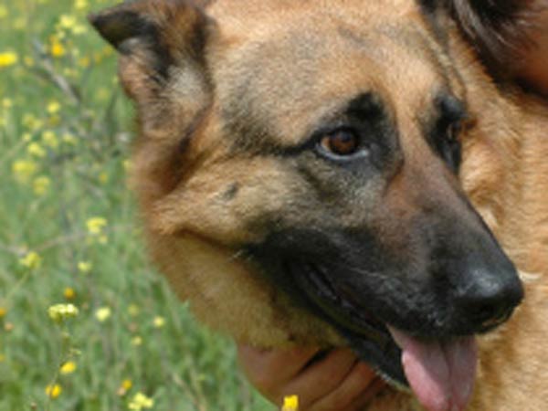 Man arrested for killing dog Man arrested for killing dog