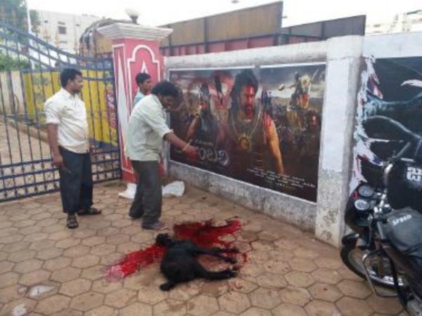A fan sacrifices goat for Baahubali A fan sacrifices goat for Baahubali