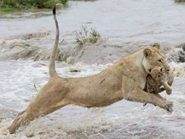 Gujarat flood : 10 Lions, About 90 Spotted Deer Killed Gujarat flood : 10 Lions, About 90 Spotted Deer Killed