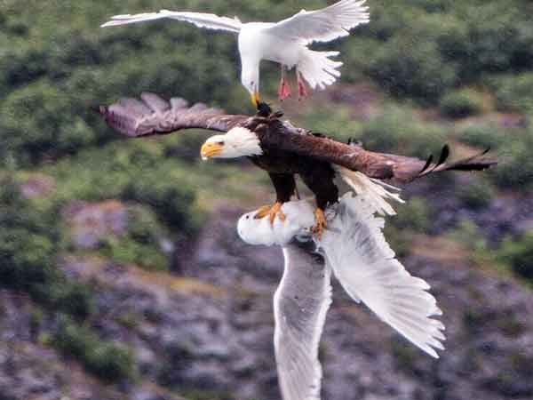 EPIC BATTLE BETWEEN BALD EAGLE, SEAGULLS IN ALASKA EPIC BATTLE BETWEEN BALD EAGLE, SEAGULLS IN ALASKA