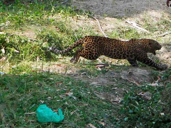 Mother fights off marauding Leopard who tried to eat her two-month-old baby Mother fights off marauding Leopard who tried to eat her two-month-old baby