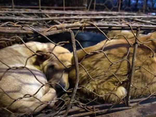 கேரளாவிலிருந்து நாய்க்கறி ஏற்றுமதியா.. விலங்குகள் உரிமைக் கழகம் கடும் எதிர்ப்பு