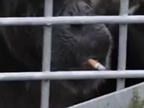Shocking footage shows chimpanzee smoking cigarette discarded by visitor Shocking footage shows chimpanzee smoking cigarette discarded by visitor