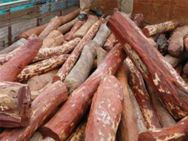 AP police crack down on red sandalwood smugglers AP police crack down on red sandalwood smugglers