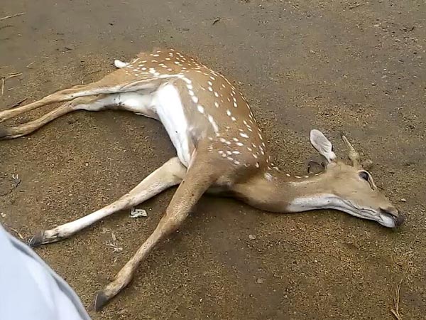 Wild animals face danger through plastic wastes in Mundanthurai sanctuary Wild animals face danger through plastic wastes in Mundanthurai sanctuary