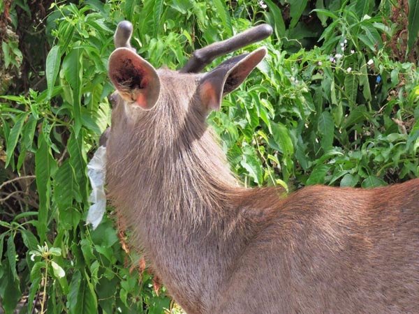Wild animals face danger through plastic wastes in Mundanthurai sanctuary Wild animals face danger through plastic wastes in Mundanthurai sanctuary