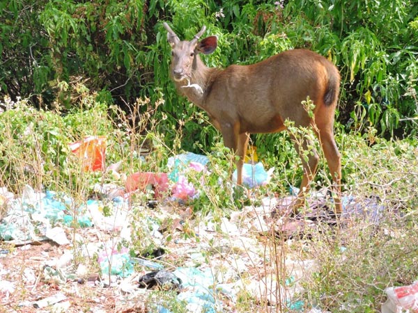 Wild animals face danger through plastic wastes in Mundanthurai sanctuary Wild animals face danger through plastic wastes in Mundanthurai sanctuary