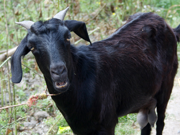 After parrot, now a goat locked in jail After parrot, now a goat locked in jail