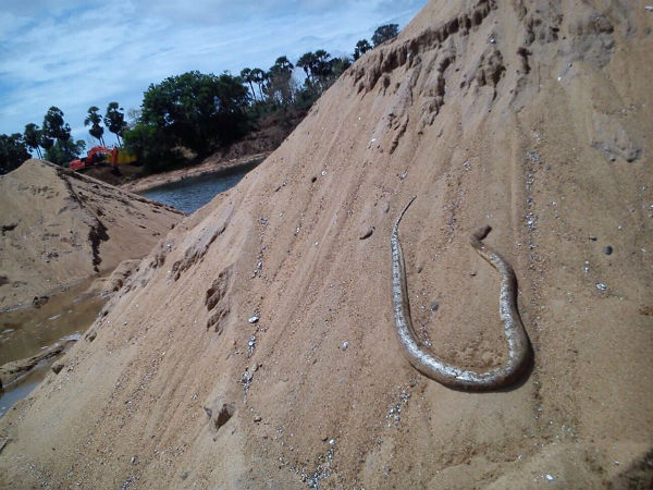 Dont kill snakes, urge Farmers in Srivaikundam Dont kill snakes, urge Farmers in Srivaikundam