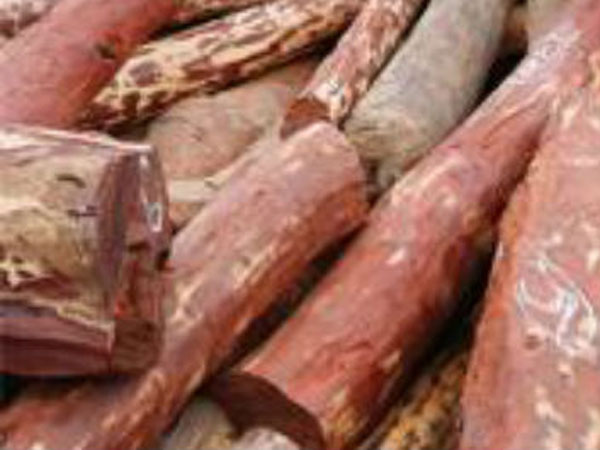 90 per cent red sanders smugglers in jail, says DGP 90 per cent red sanders smugglers in jail, says DGP