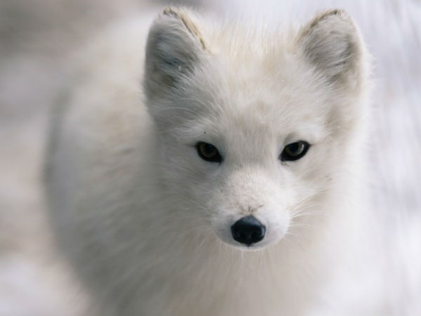 Pet dog turns out to be fox in China Pet dog turns out to be fox in China