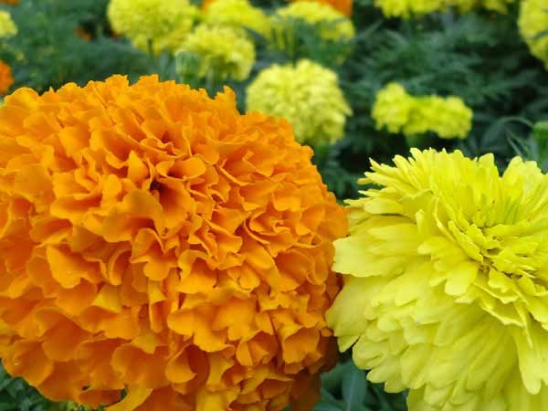 Nellai: Kendhi flower price slashed down Nellai: Kendhi flower price slashed down