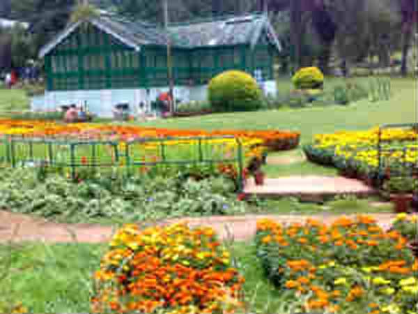 Nilgiri flower festival started Nilgiri flower festival started