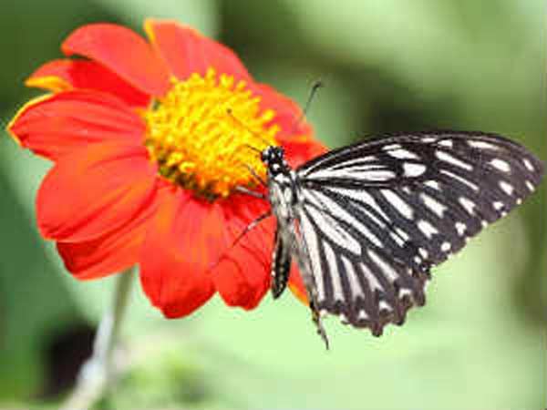 Butterfly park inaugurated in Vandalur Butterfly park inaugurated in Vandalur