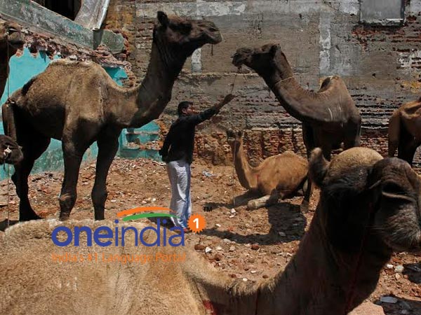 கூட்டு குர்பானிக்காக