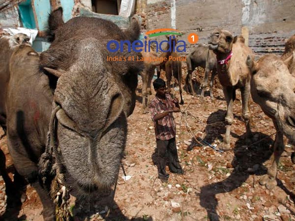 மயில்களை வெட்ட முடியுமா?