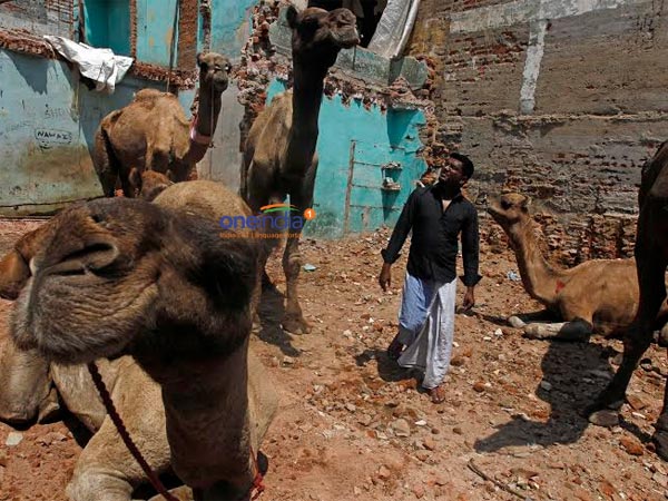 இறைச்சிக்காக வெட்டுவதா?