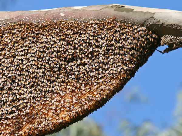 One died in bee bite, 2 admitted in hospital One died in bee bite, 2 admitted in hospital