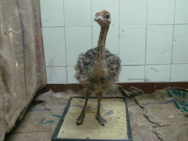 New ostrich chick in Vandalur zoo New ostrich chick in Vandalur zoo