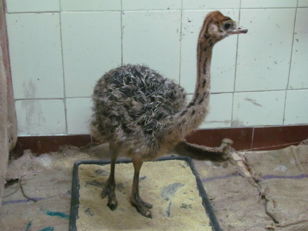 New ostrich chick in Vandalur zoo New ostrich chick in Vandalur zoo