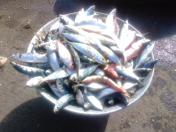 The fish price reduced The fish price reduced