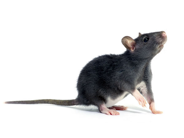Rats are 'taking over' as city's rodent crisis reaches record proportions Rats are 'taking over' as city's rodent crisis reaches record proportions