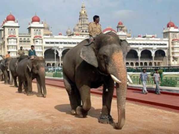 Dasara elephants return back to their homes Dasara elephants return back to their homes