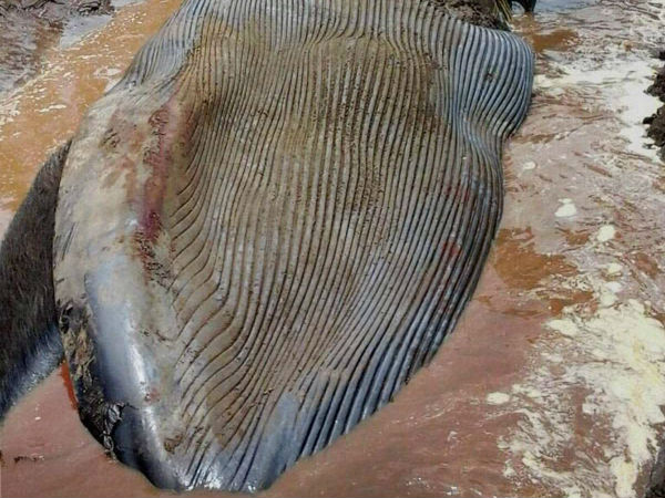 a big whale buried in Pudukkottai a big whale buried in Pudukkottai
