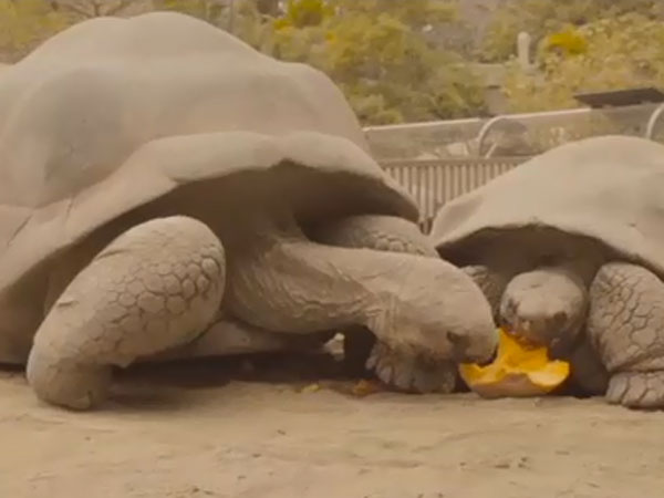 Tortoises enjoy pumpkin breakfast at San Diego Zoo Tortoises enjoy pumpkin breakfast at San Diego Zoo