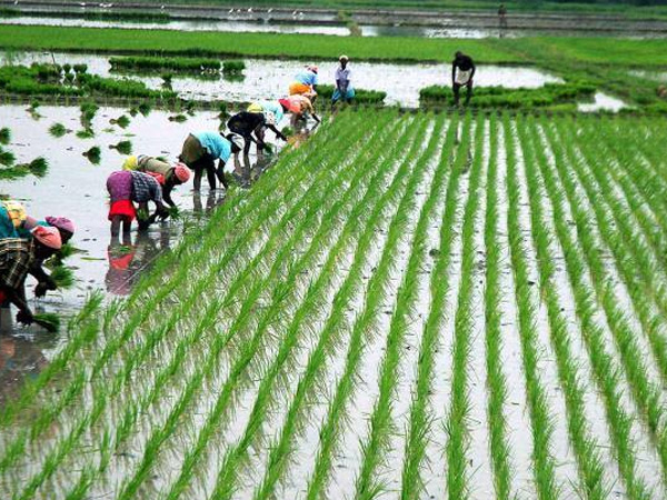 Nellai farmers starts rice cultivation Nellai farmers starts rice cultivation